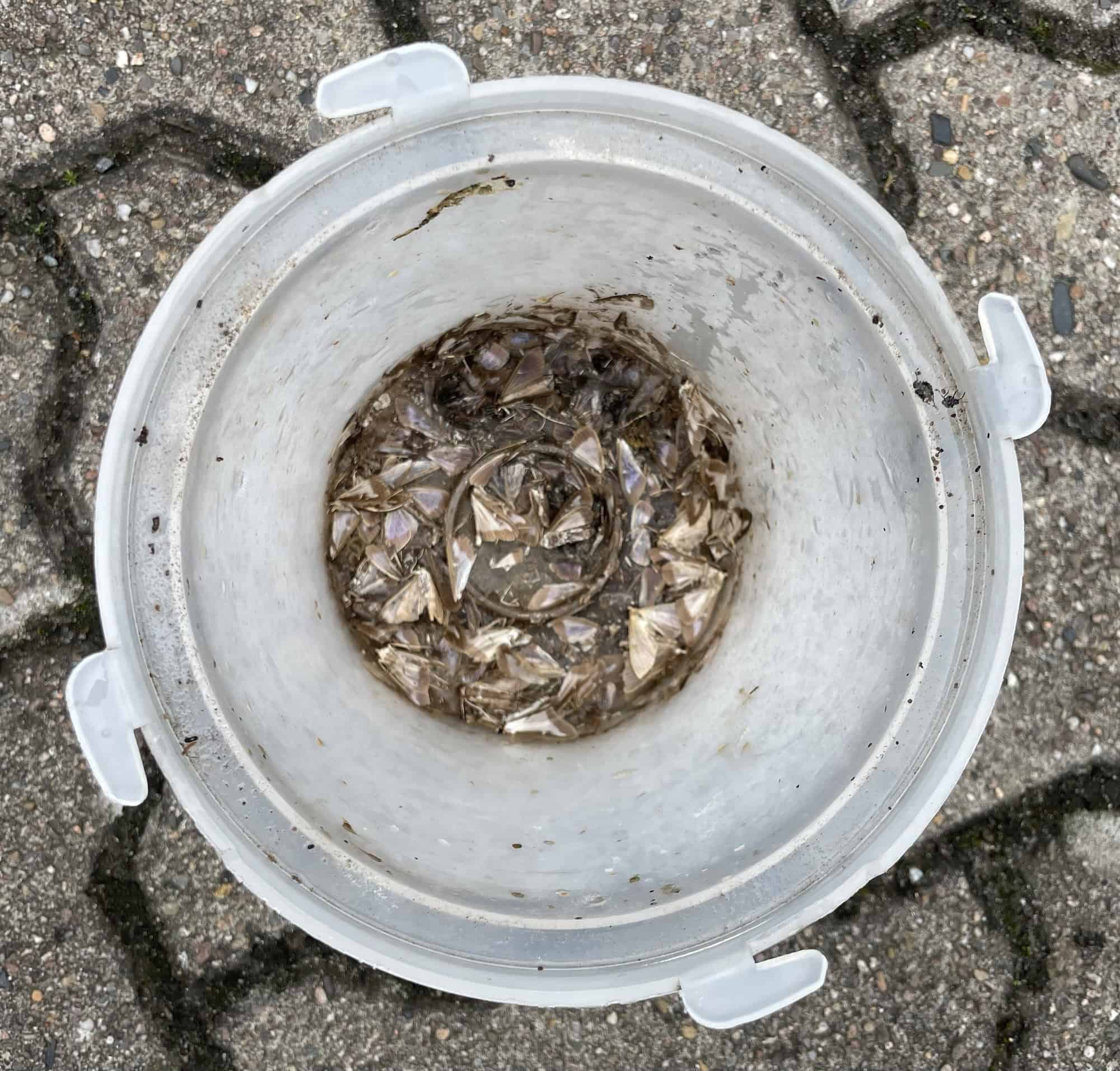 Auf grauem Pflasteruntergrung die Plastikunterschale der Buchsbaumzünslerfalle mit vielen