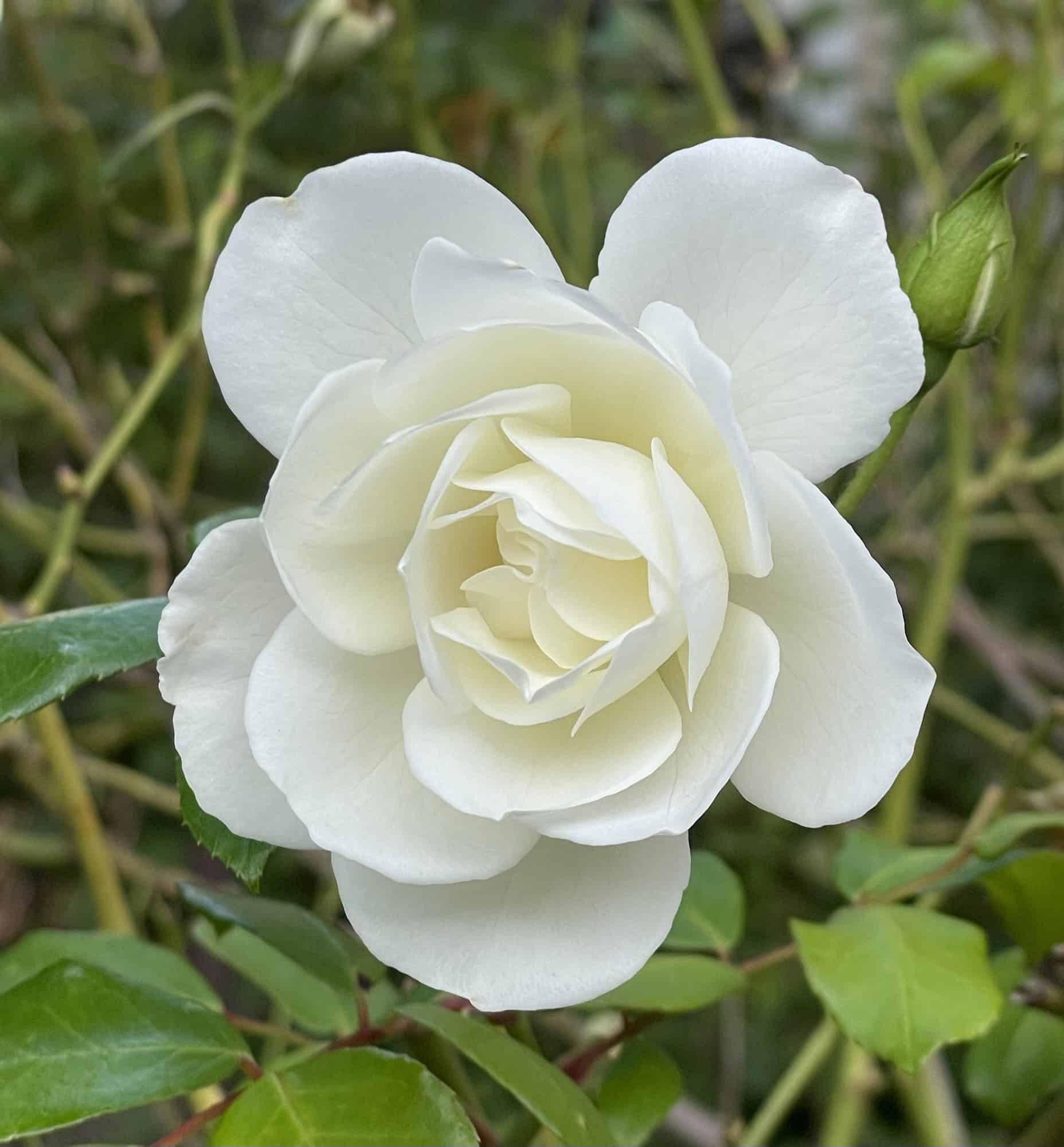 Weiße Rose vor grünem Blätterhintergrund.
