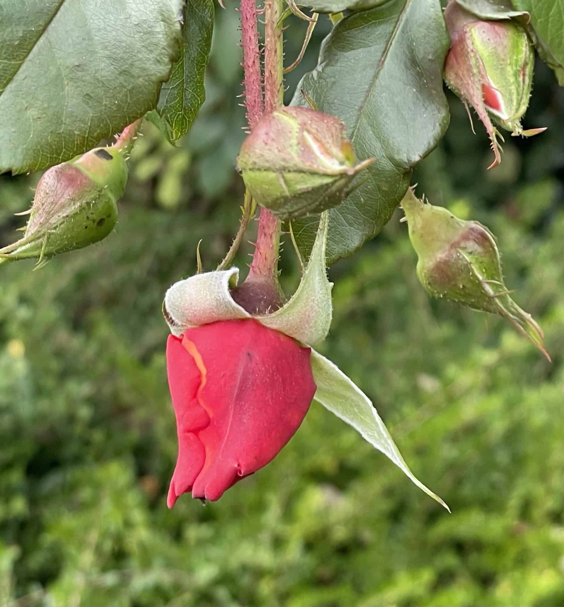 Rote Rose vor grünem Hintergrund.