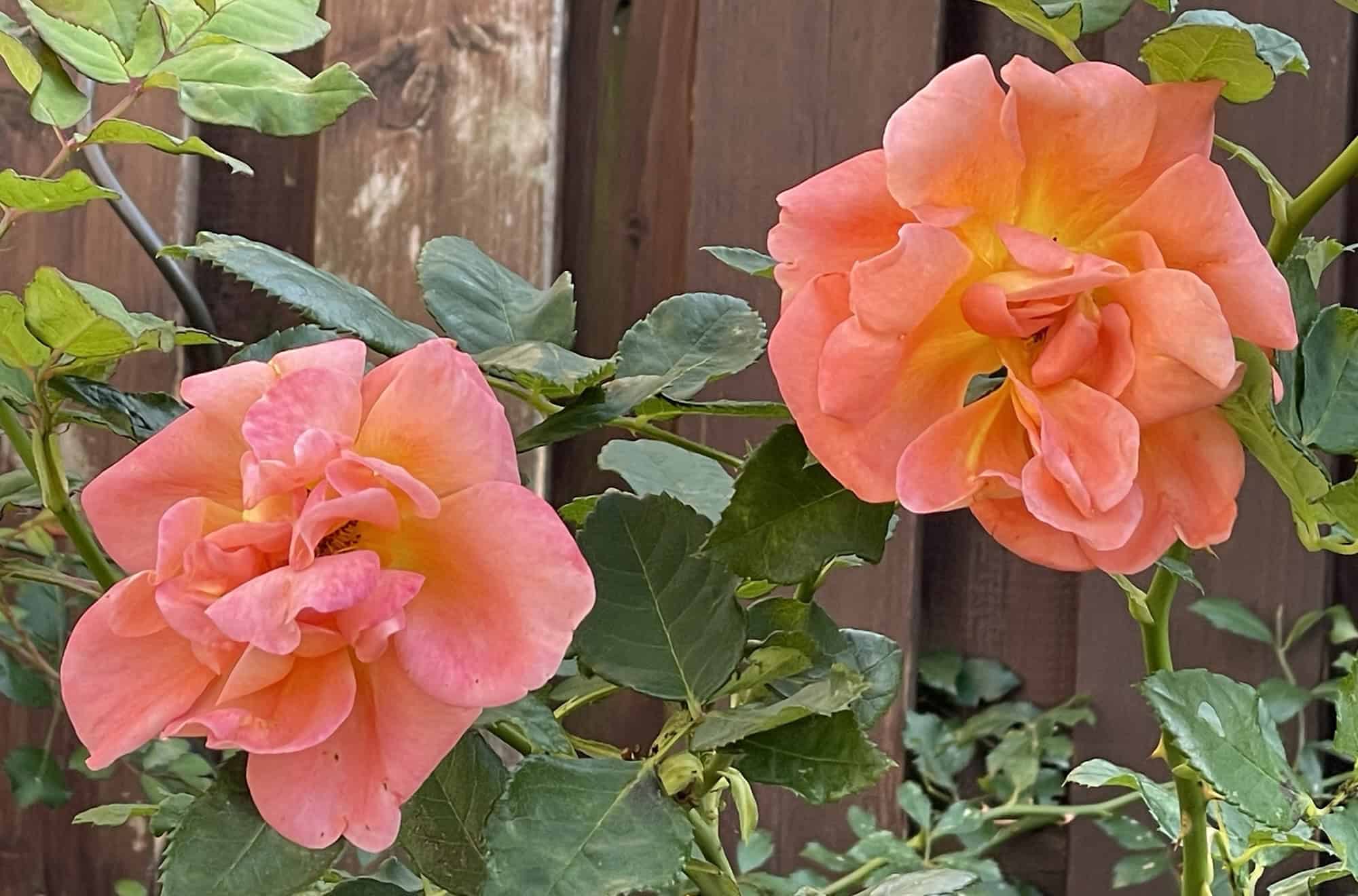 Zwei lachsfarbene Rosen vor mittelbraunem Holzzaun.