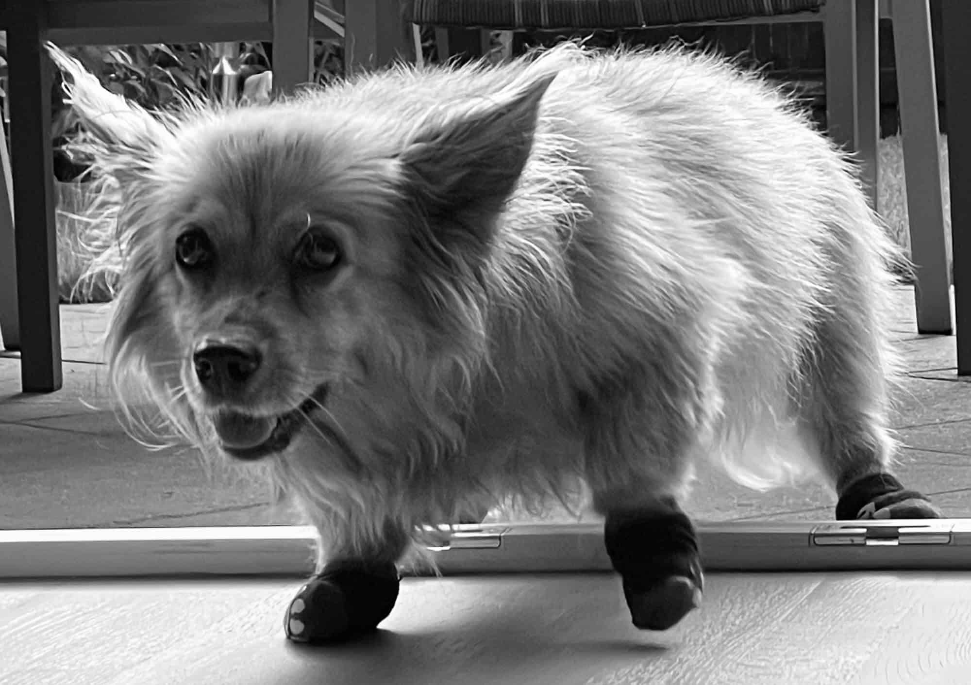 SchwarzAWeiß-Bild vom Hund Sally, auf schwartmzen Socken durch die Terassentür reinkommend.