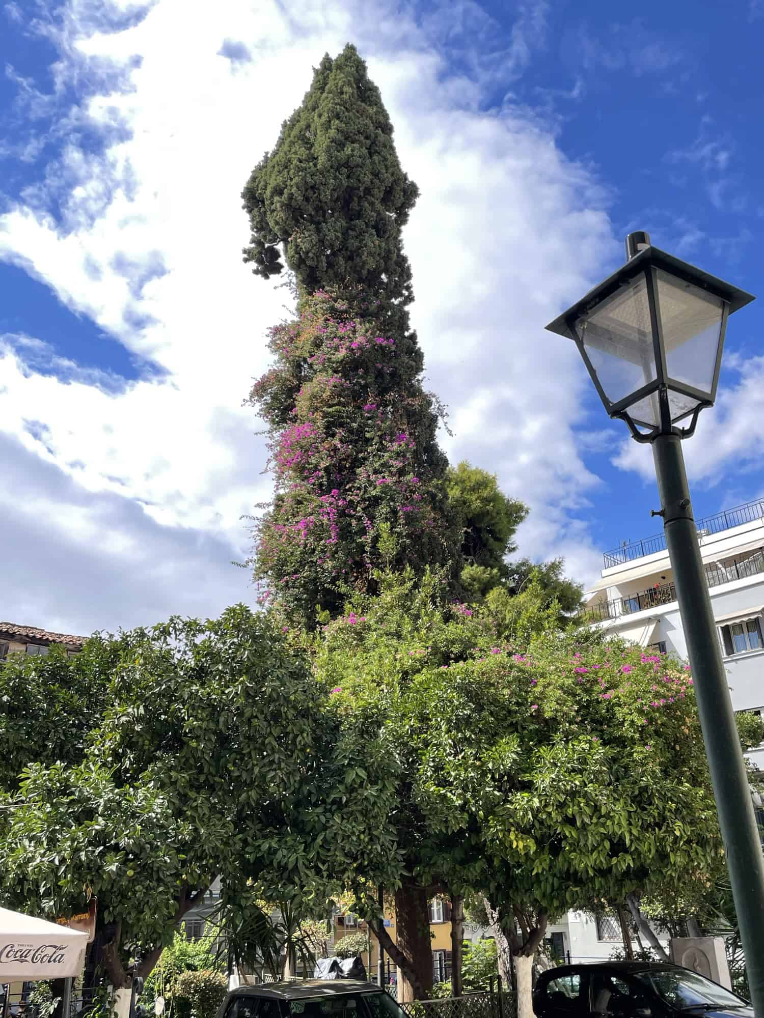 Hoher Baum, der am Phal, aber nicht in die Breire gewachsen ist.