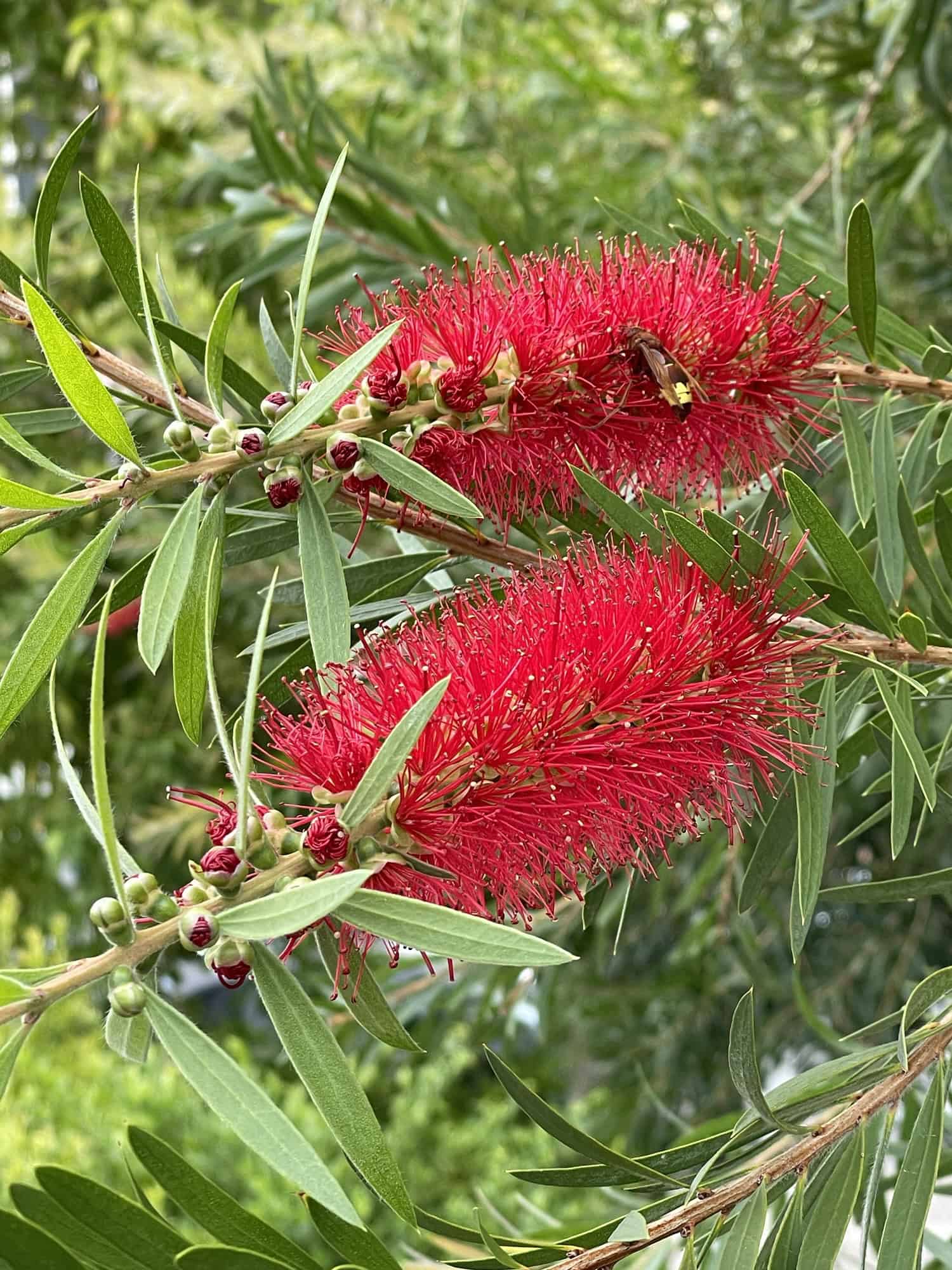 Zei rote buschellige Blüten im Grün der Blätter.