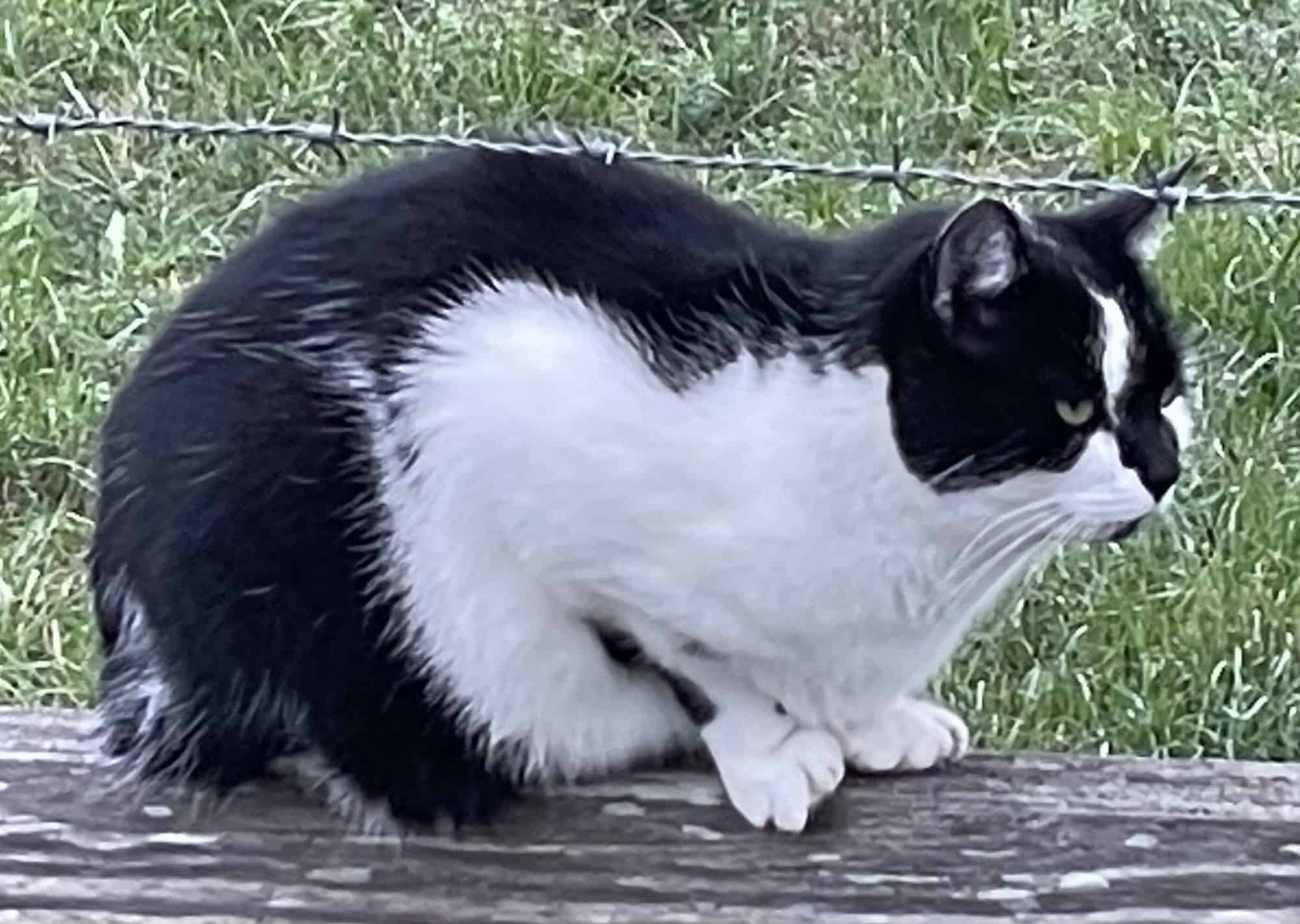 Schwarz-weiße Katze auf dem Holzbalken im Grünen.