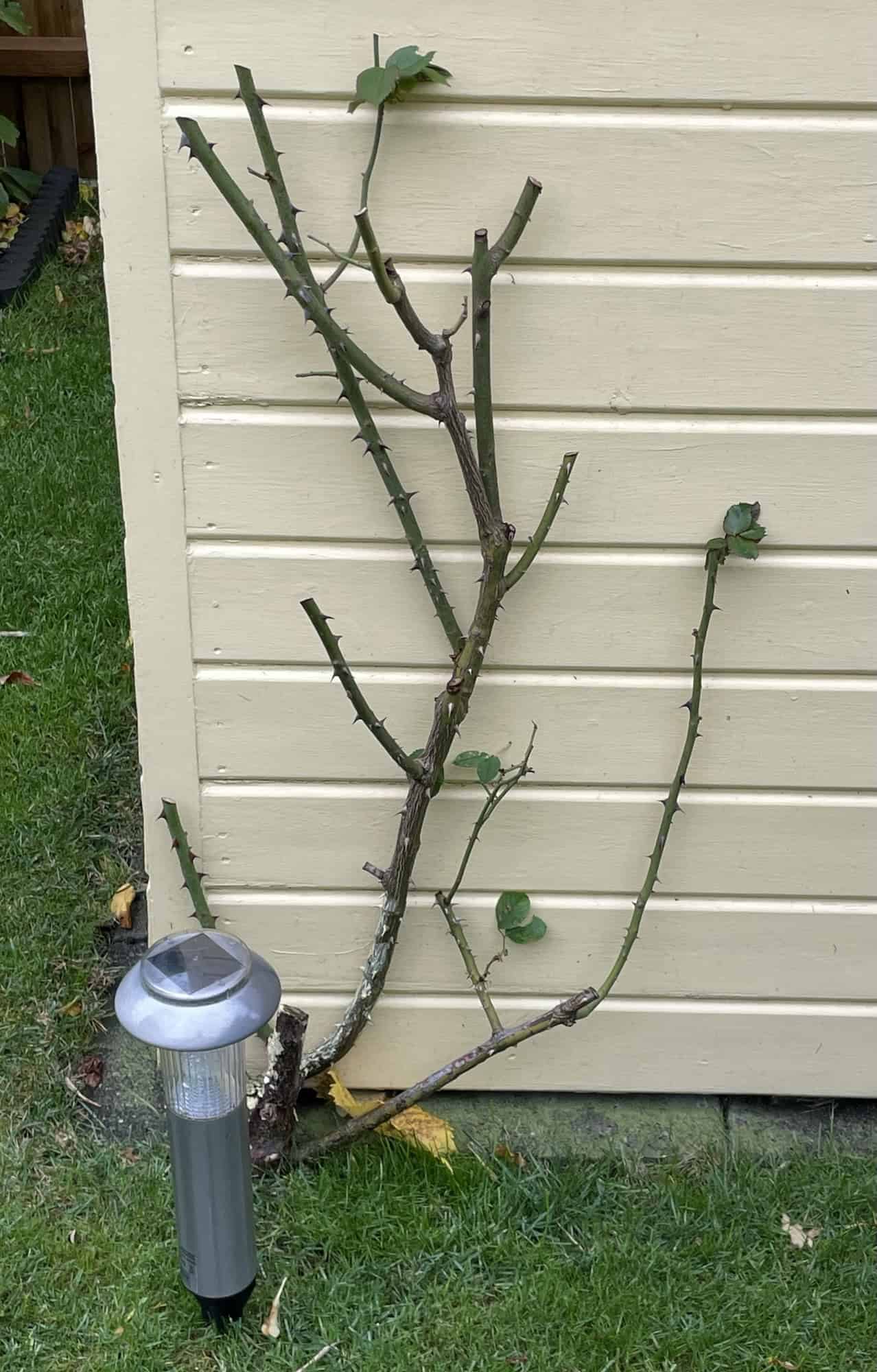 Zurückgeschnittene Rose vor gelben Holzhaus im Garten.