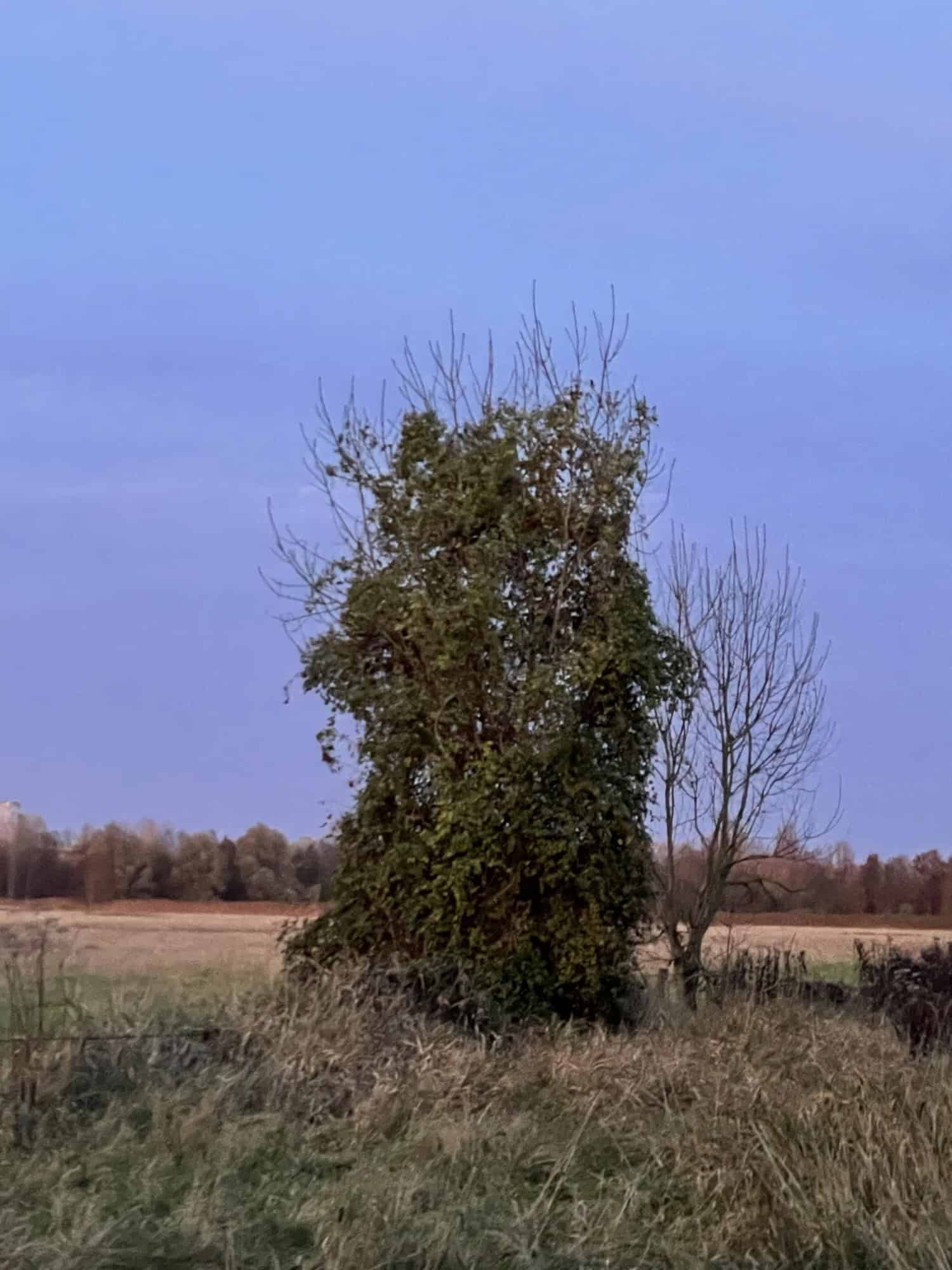 Schwsrze Bäume im Dämmerlich, etwas Rasen mit hellblauem Himmel und rosa Streifen dadurch.