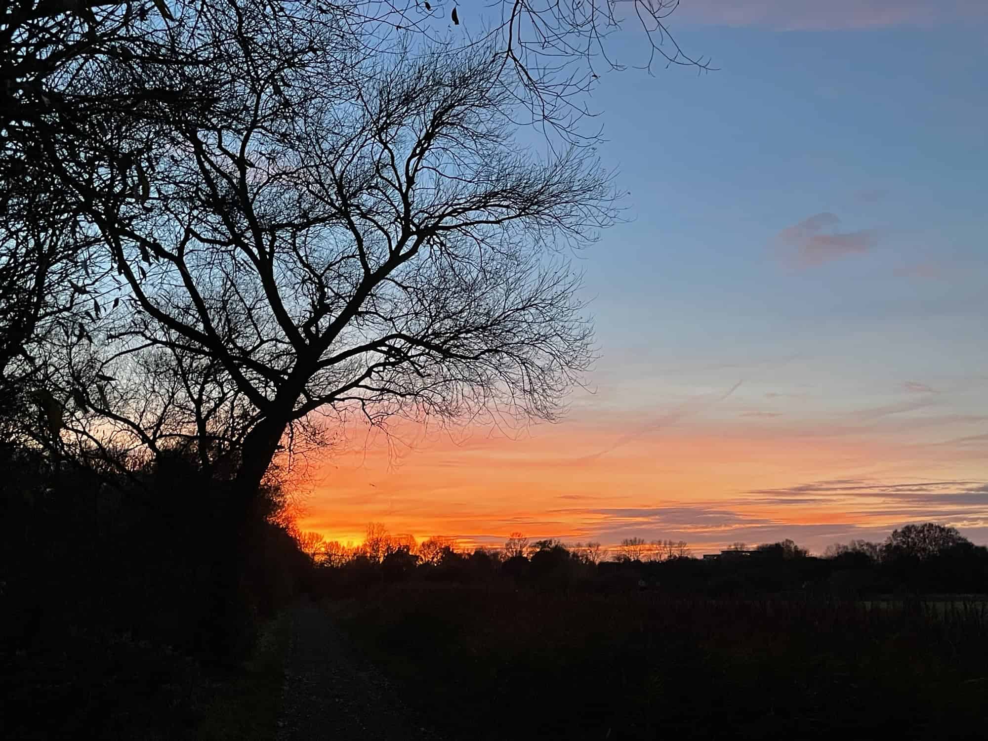 Buschiger, einzelner Baum auf Wiede, dahinter hellblauer Himmel.