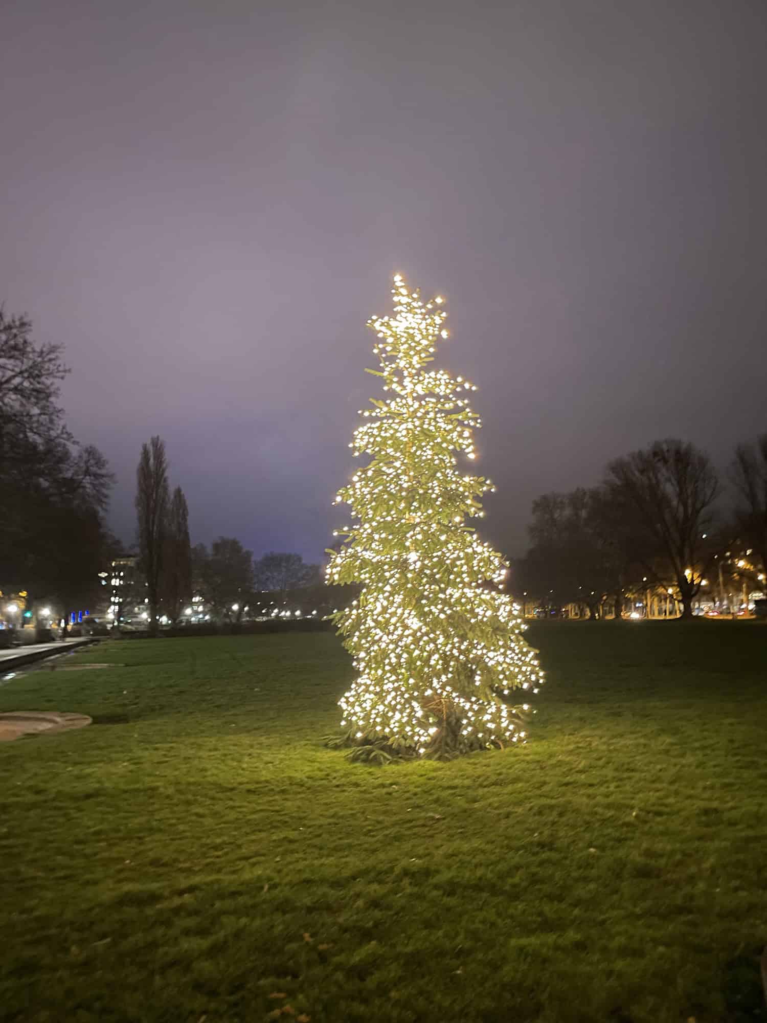 Hell mit Kunstlichkerzen strahlender Weihnachtsbaum auf großer Wiese im Dunkeln.
