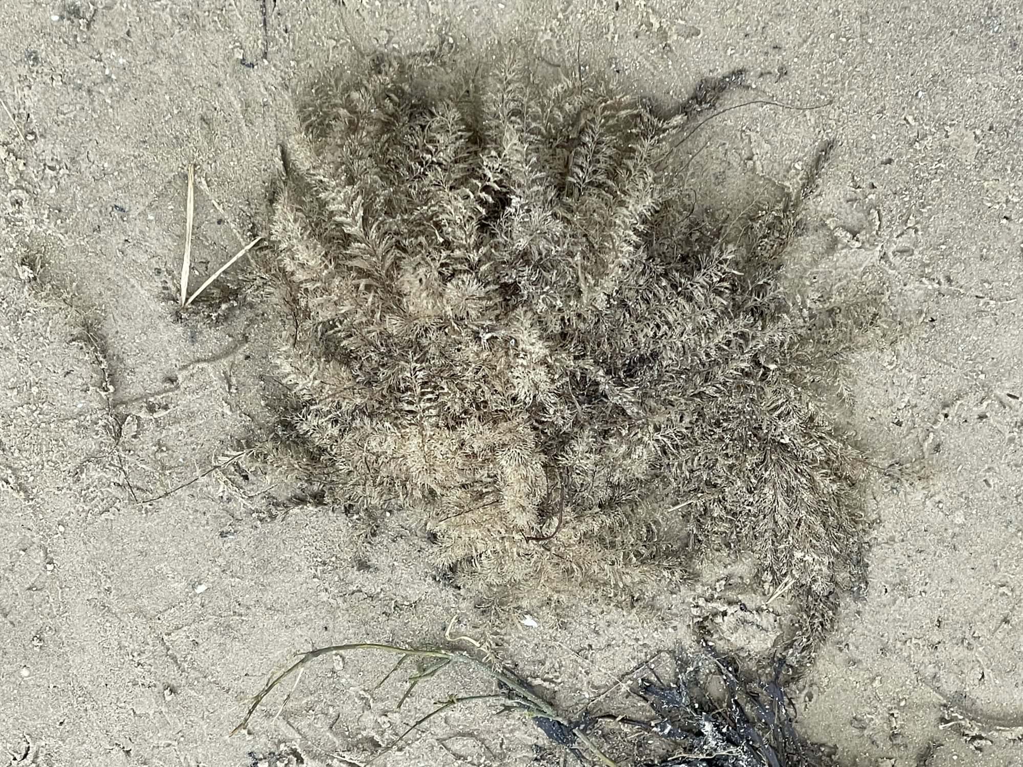 Strand mit Wellenbrecher im Hintergrund und Salzwiesenbewuchs dort.