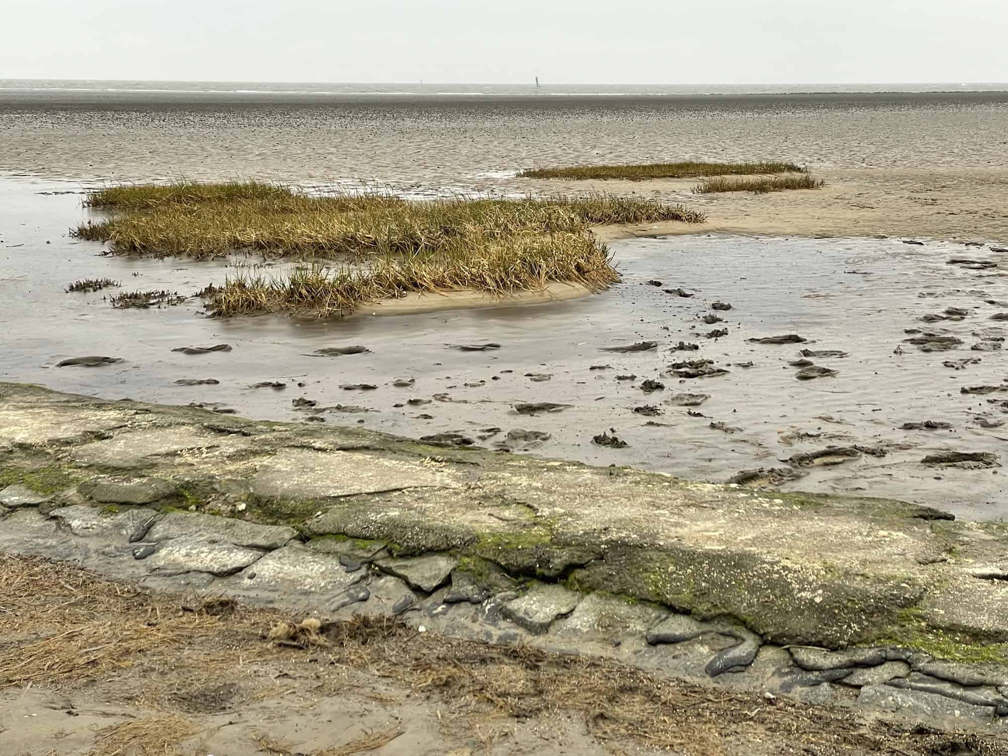 Angespülter Tang am Steand.