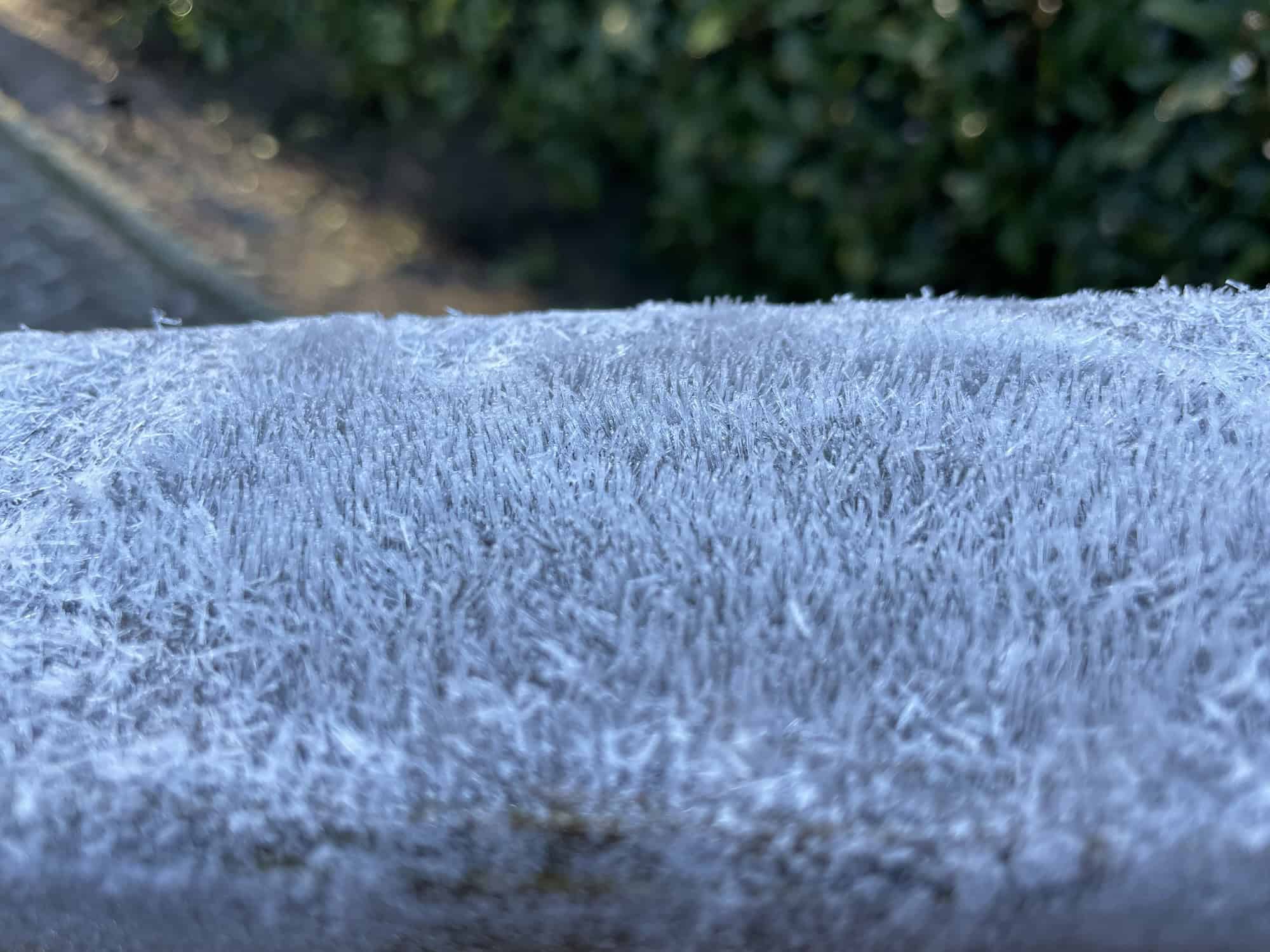 Raureiffeld im Vordergrund, hinten grüne Hecke.