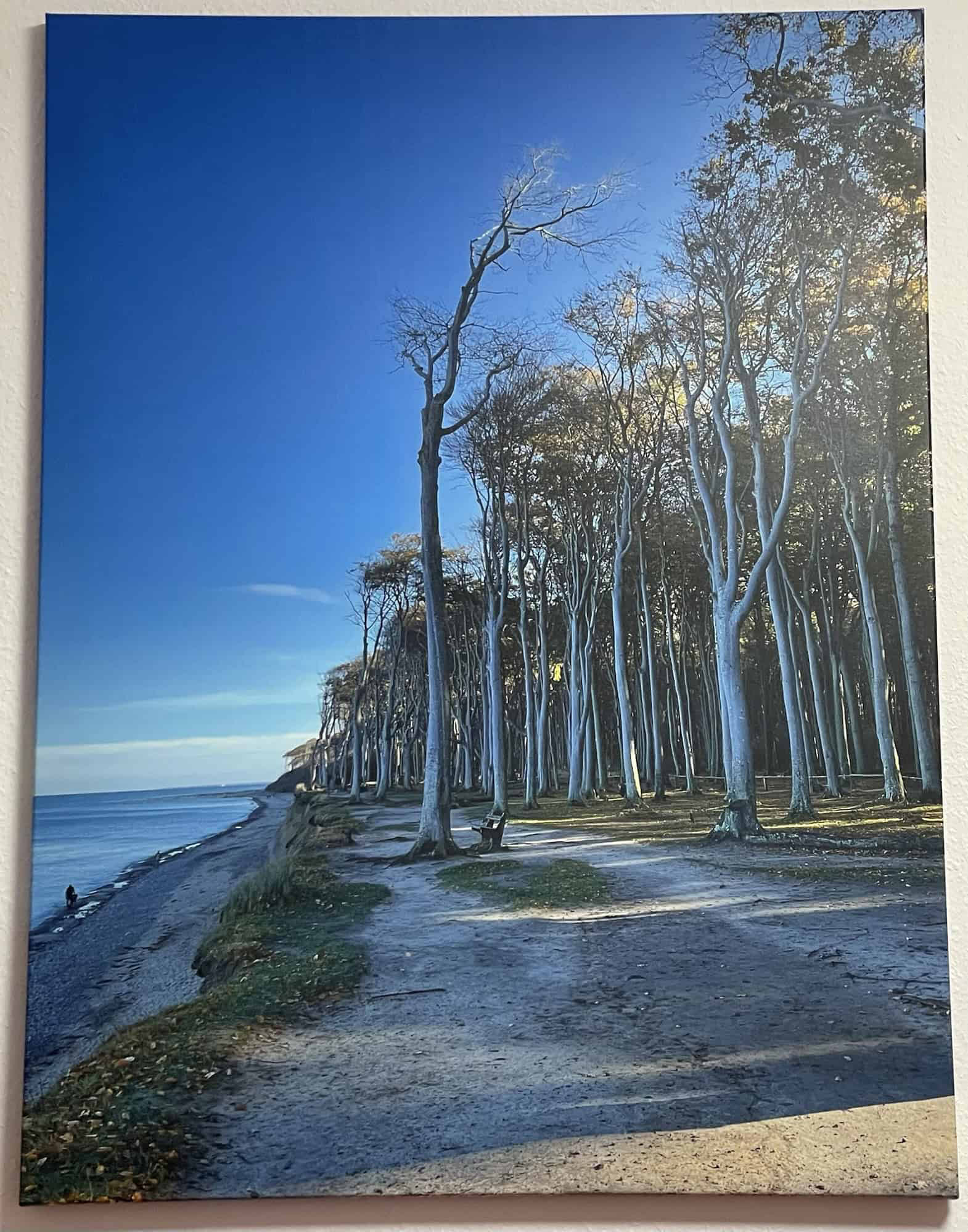 Wandbild mit Foto vom Gespensterwald an der Ostseeküste.