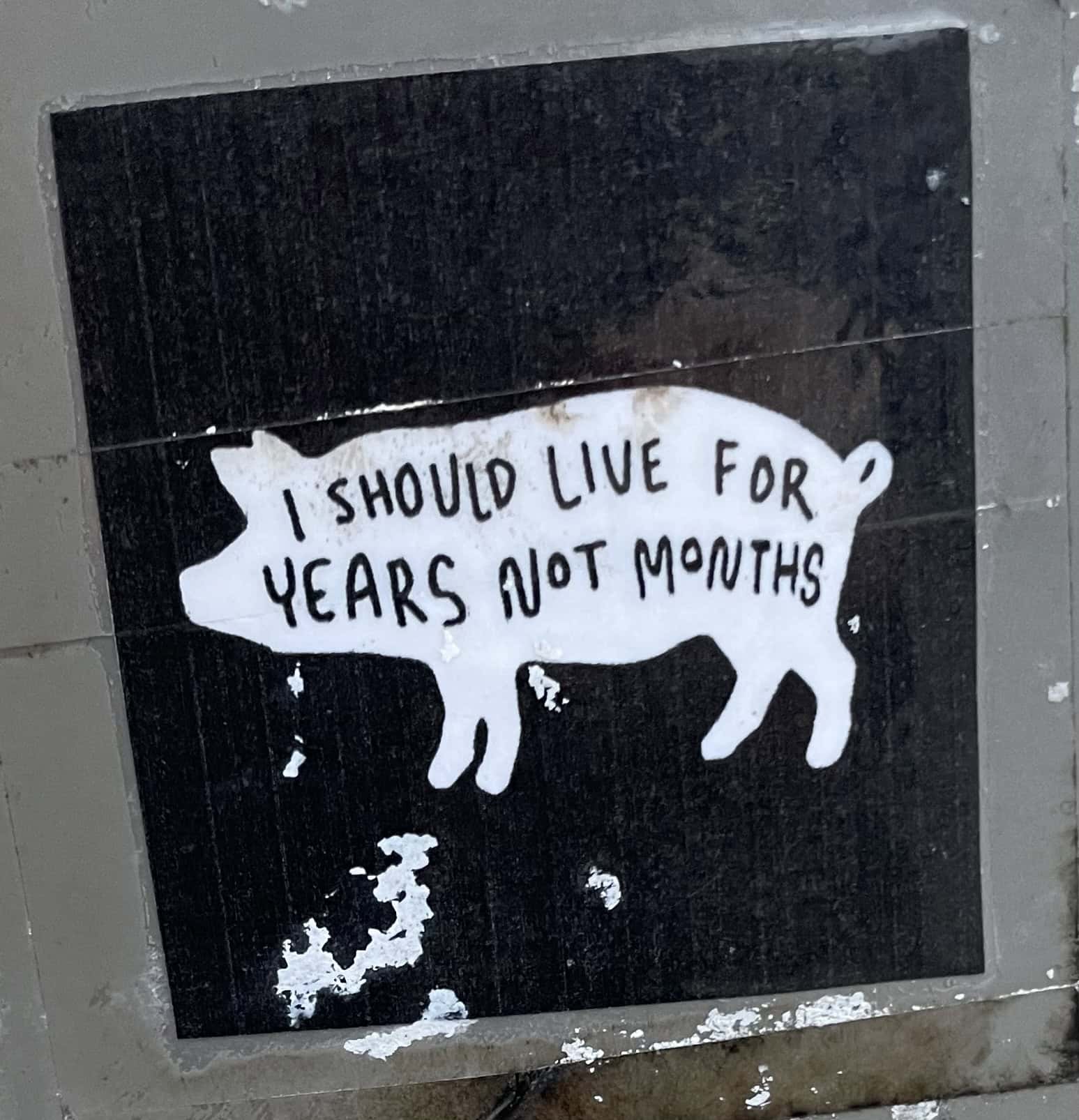 Schweinaugkleber: I SHOULD LIVE FOR YEARS NOT MONTHS.