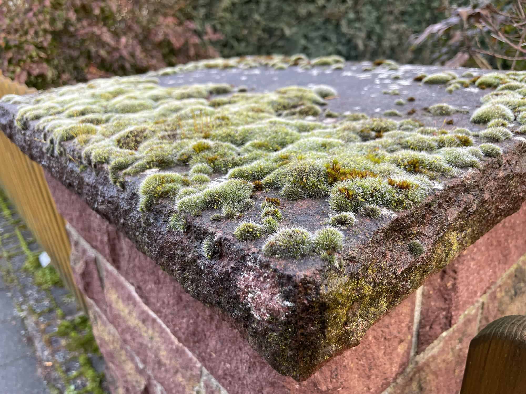 Gemauerter Strinpfosten eines Grundstückszauns mit vielen Flechtem darauf.