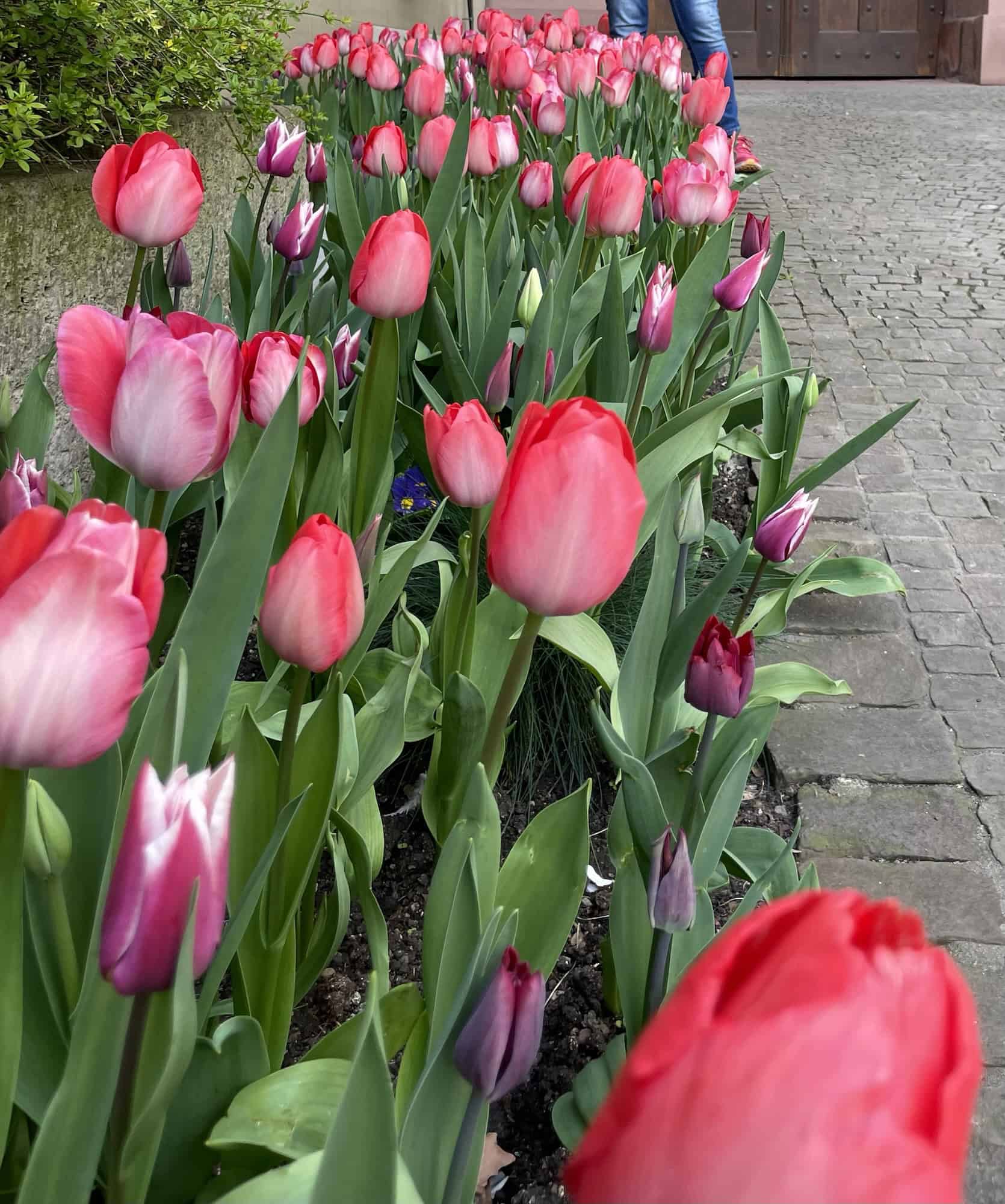 Rote Tulpen im Beet.