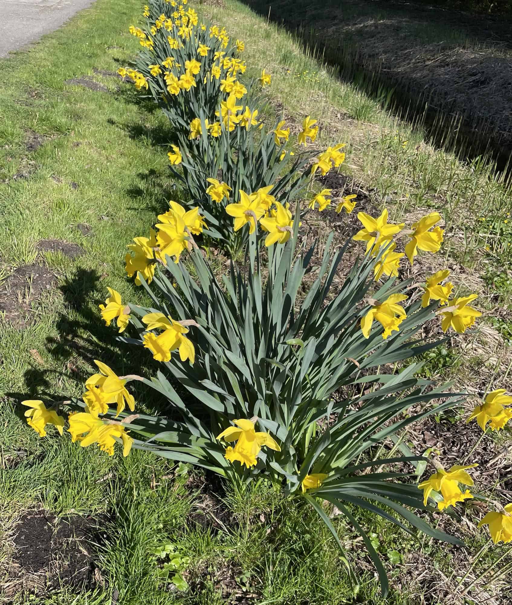 Gelbe Osterglocken in Reihe auf einer Wiese.