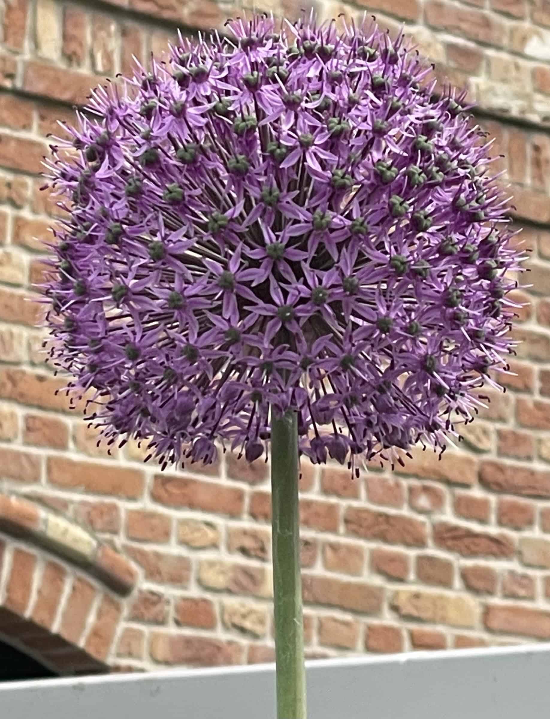 Langstielige lila Blume mit runder Blüte vor roter Backsteinwand eines Hauses.