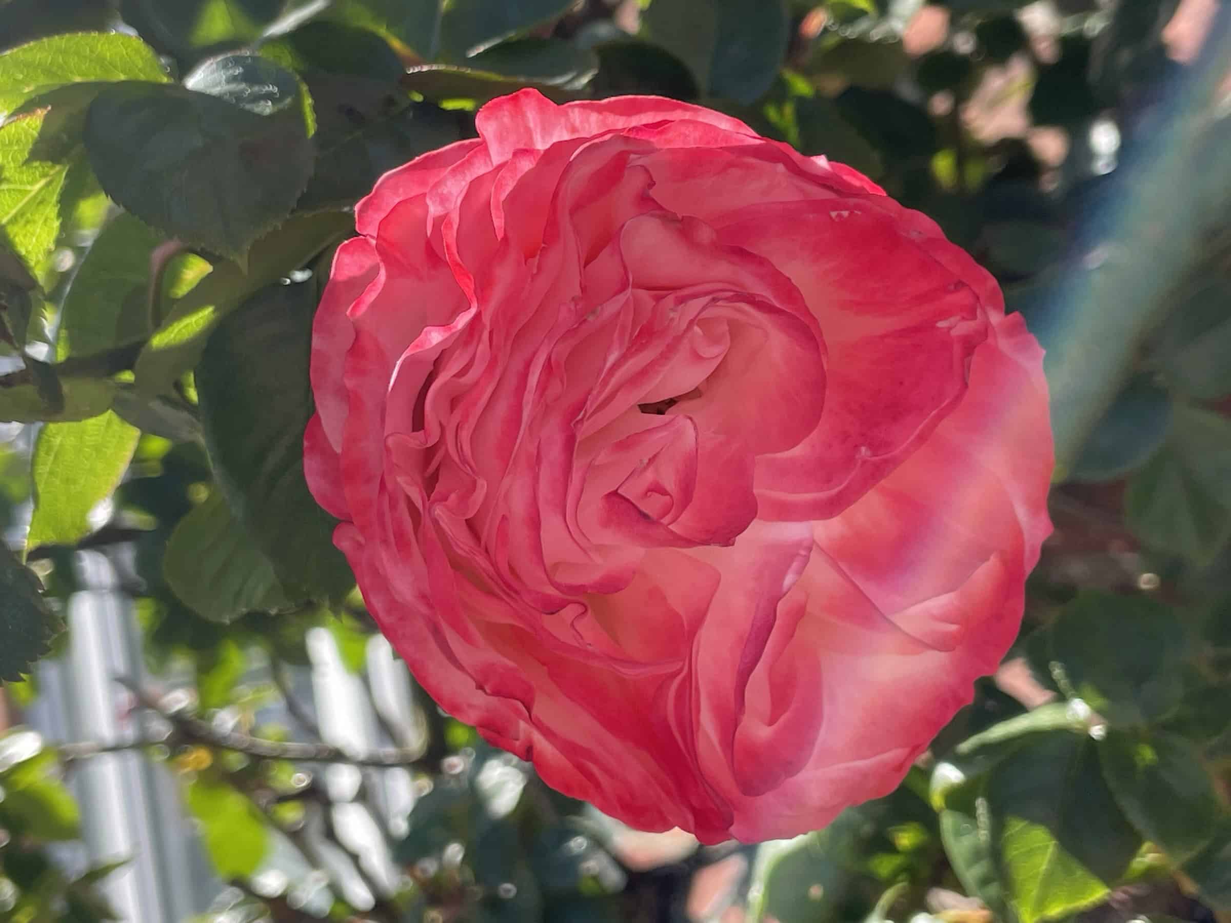 Rote, voll blühnende Rose mit grünen Blättern.