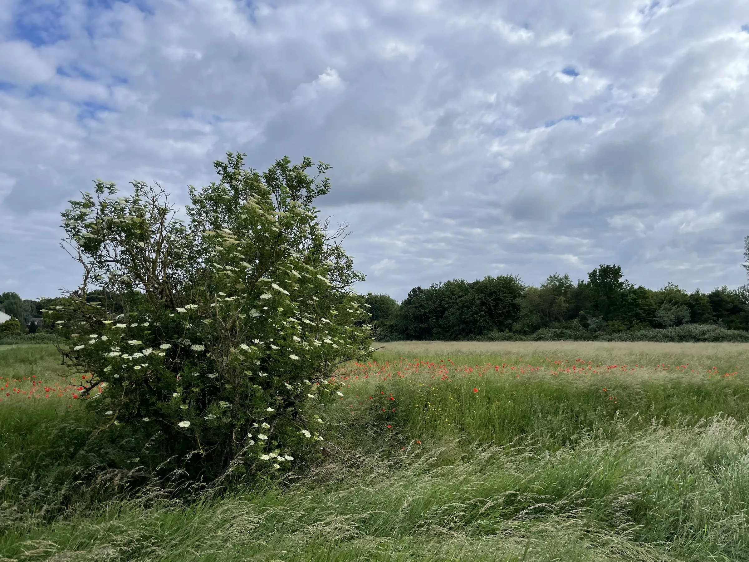 Busch mit weißen Blüten und Wiese mit rotem Klatschmohn und Geld dahinter.