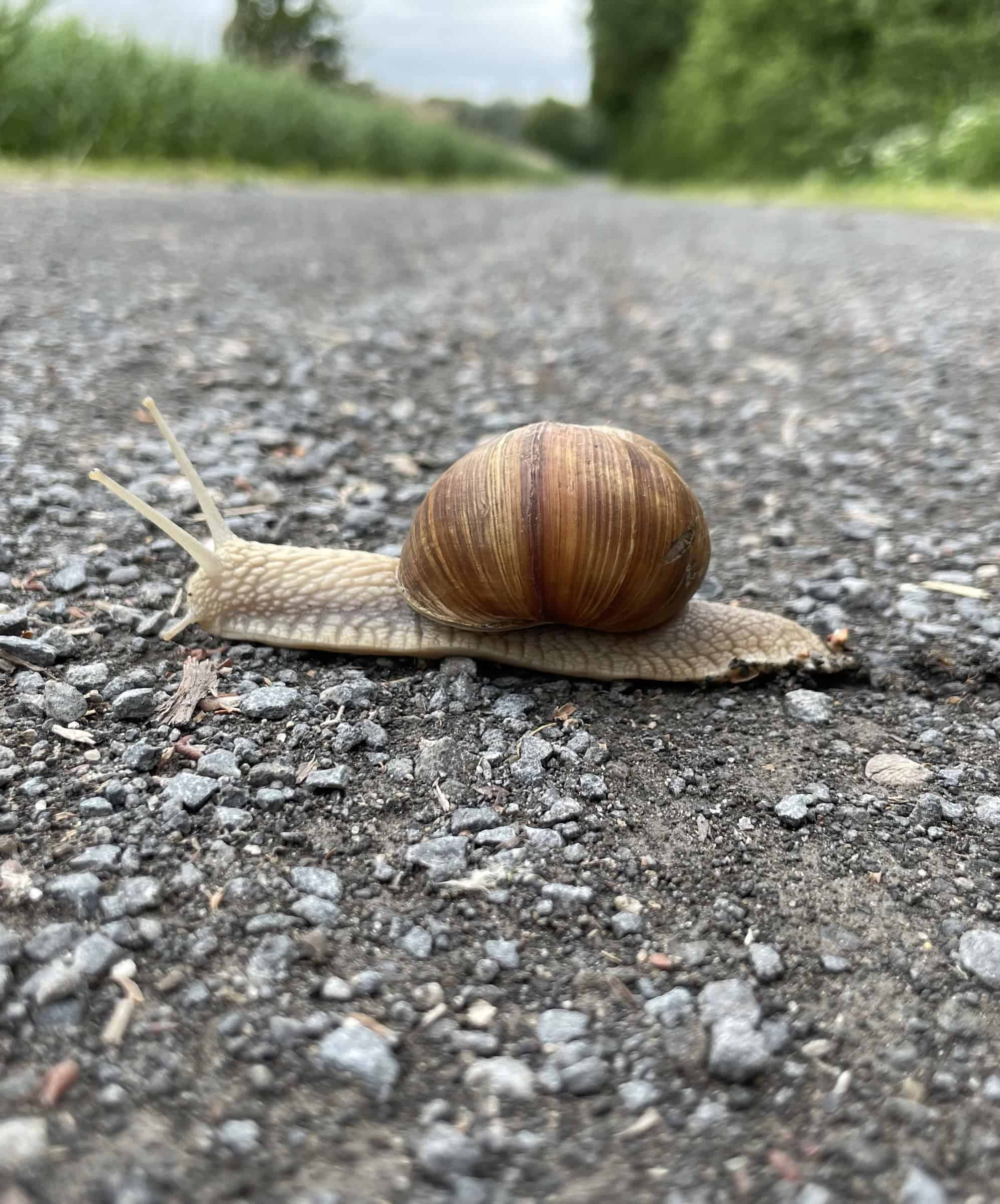 Weinbergschnecke auf einem Schotterweg in der Natur.