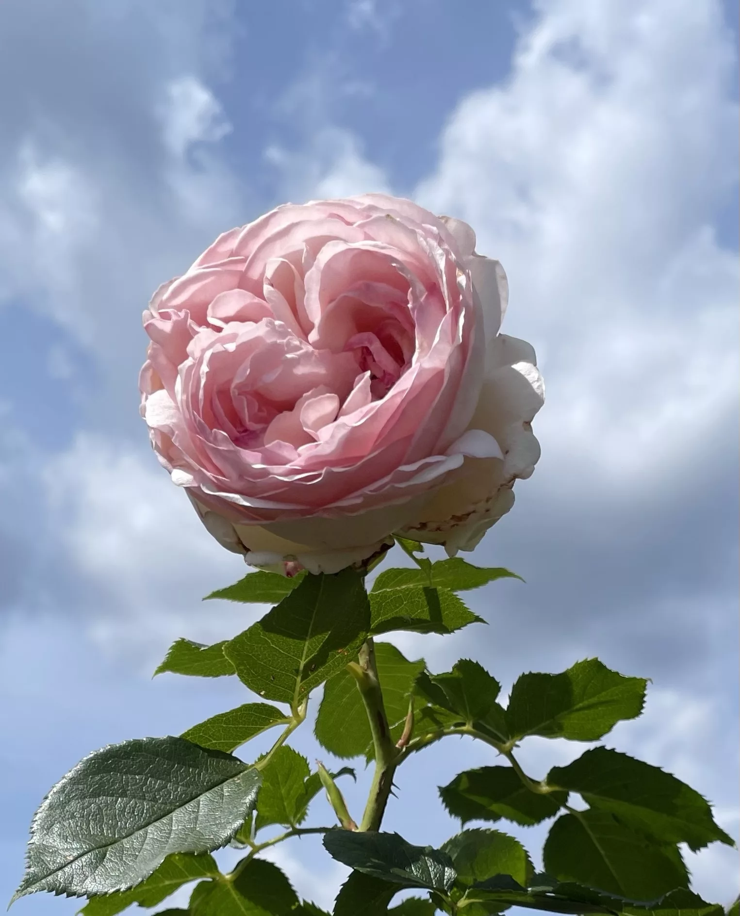 Rosa Rose mit Blättern vor blau-weißem Himmel.