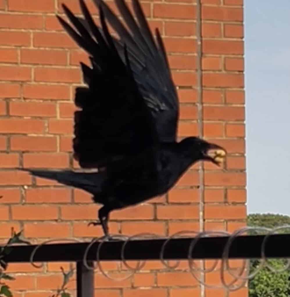 Schwarzer Rabe im Abflug mit etwas im Maul vor Häuserwand.