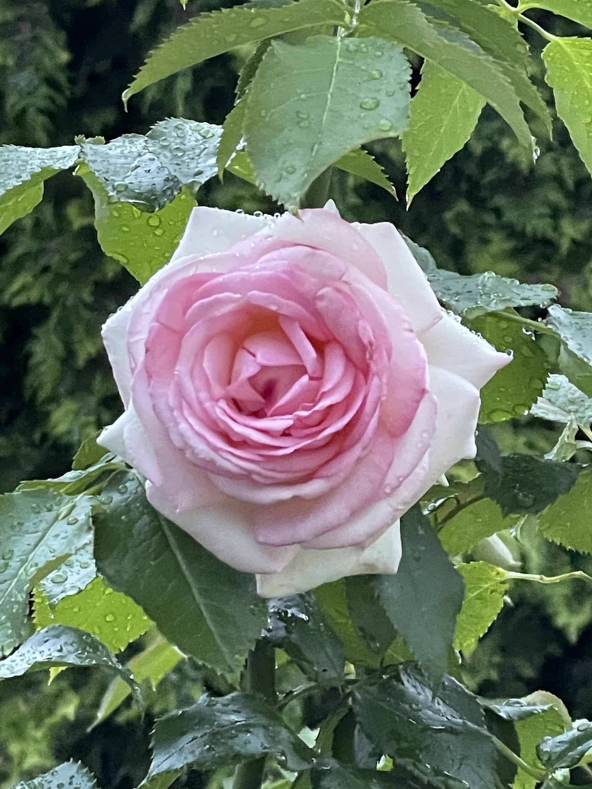 Rosa, regennasse Rose mit viel grünem Blattwerk.