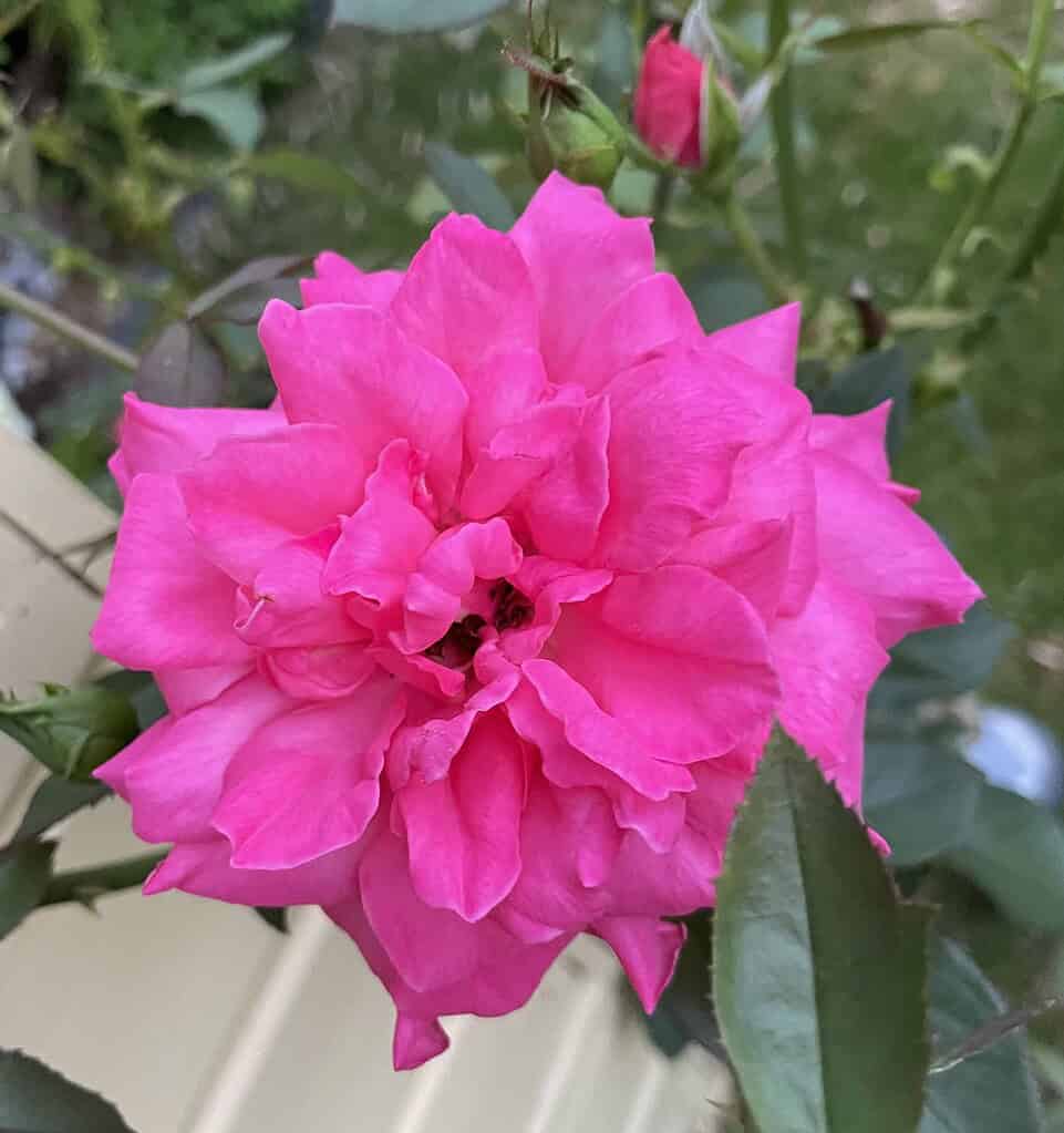Altrosa Rose mit grünem Blattwerk darum.