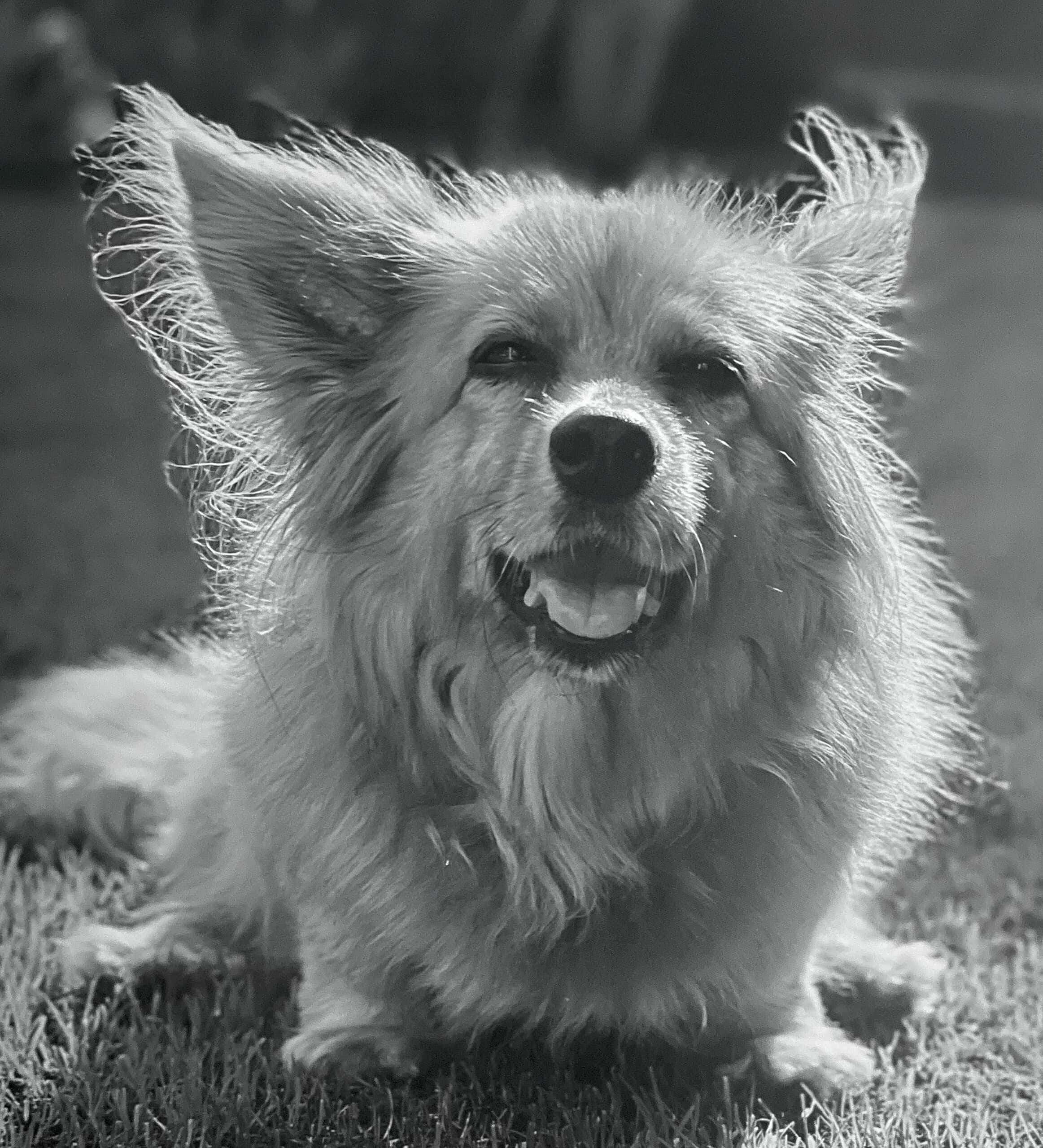 schwarz-weiß-Bild von sitzendem Hund auf Rasen.
