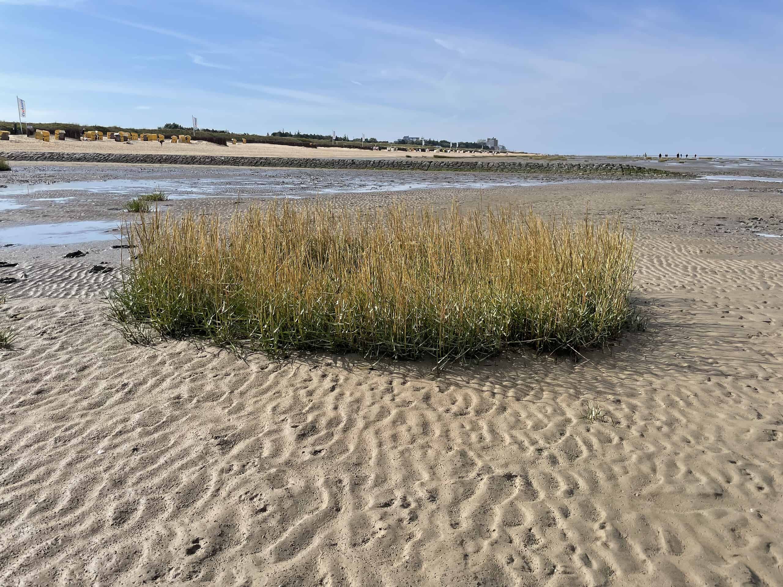 Ein kleines rundes Feld mit Seegräsern im Watt.
