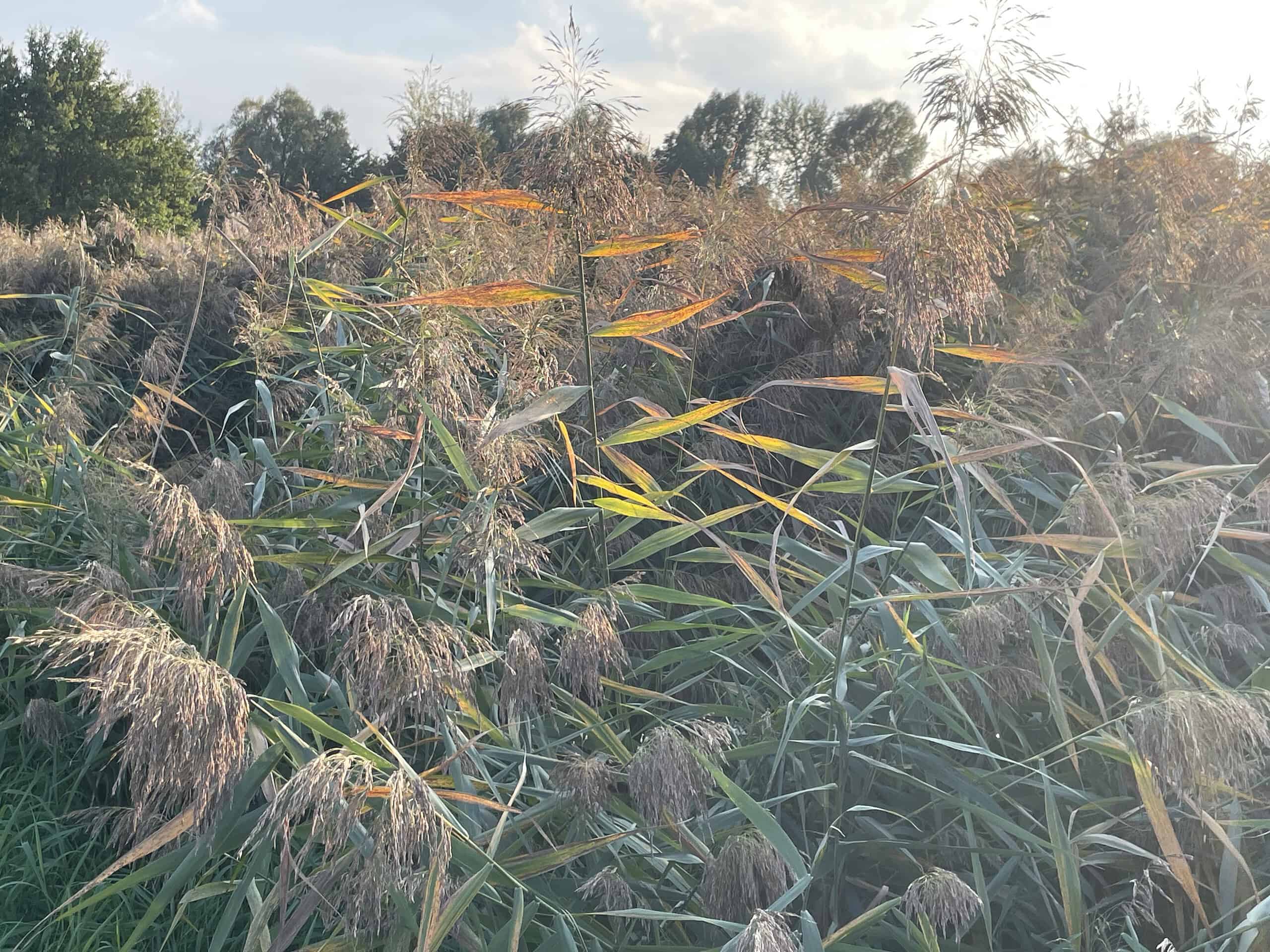 Herbstfarbene Gräser.