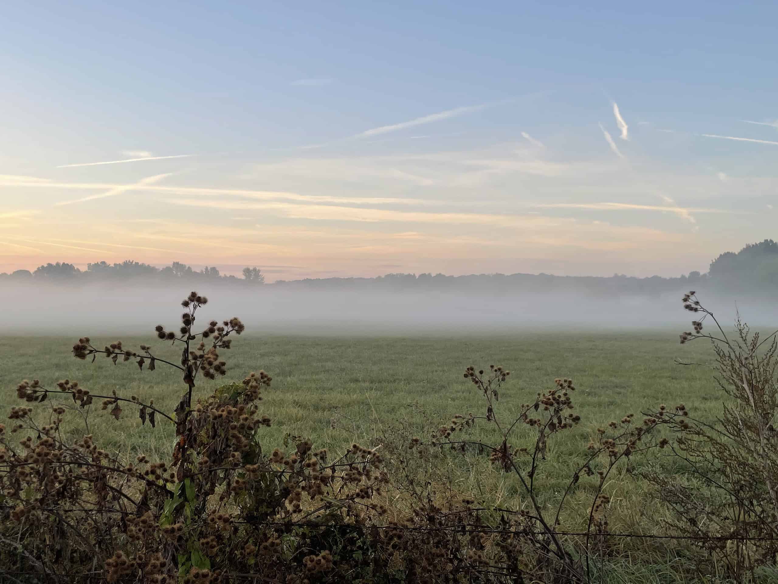 Morgendliche Wiesen-/Naturlandschaft mit Bodennebel.