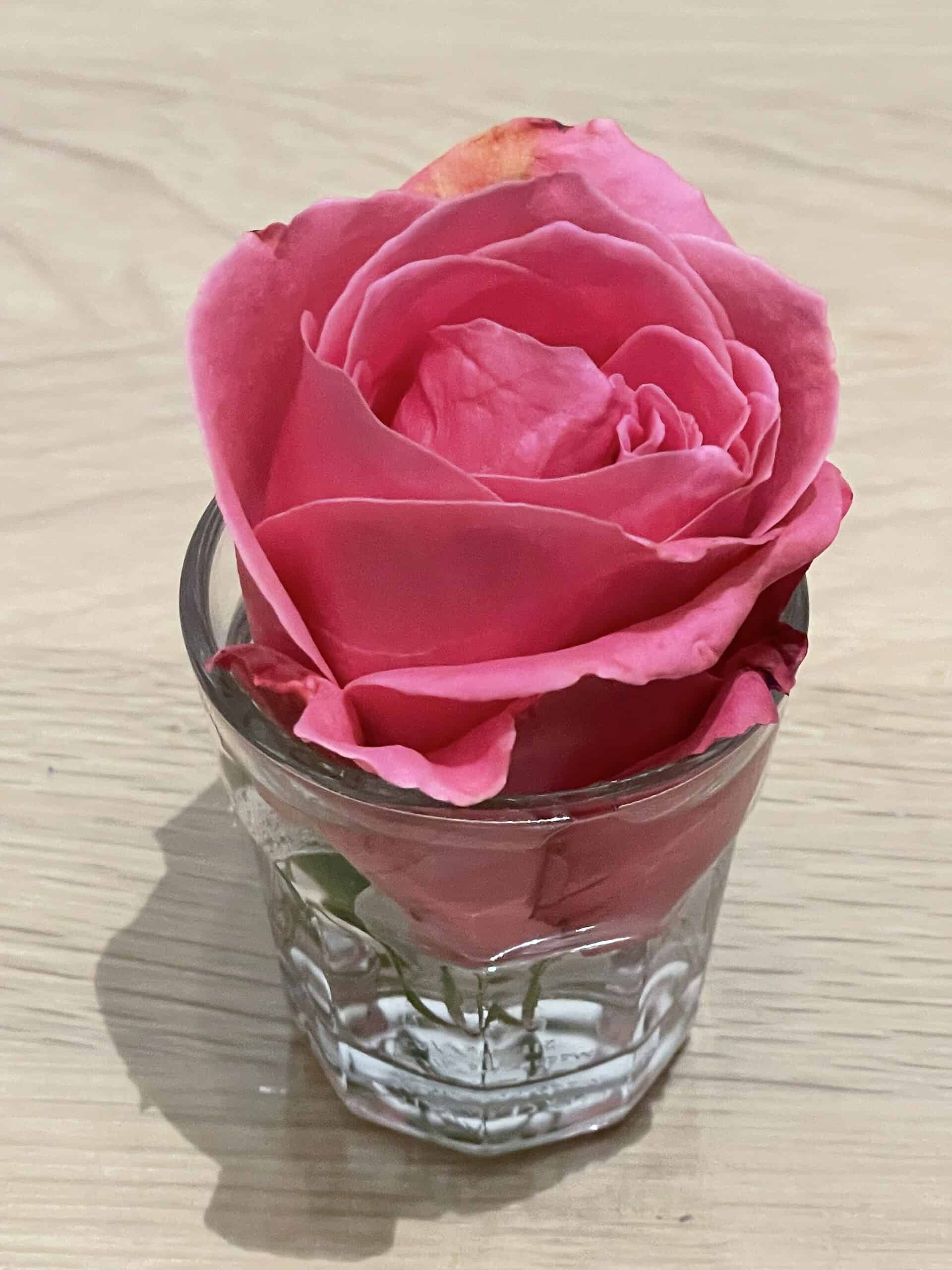 Rosenbblüte rosa in Schnapsglas auf hellem Holztisch.