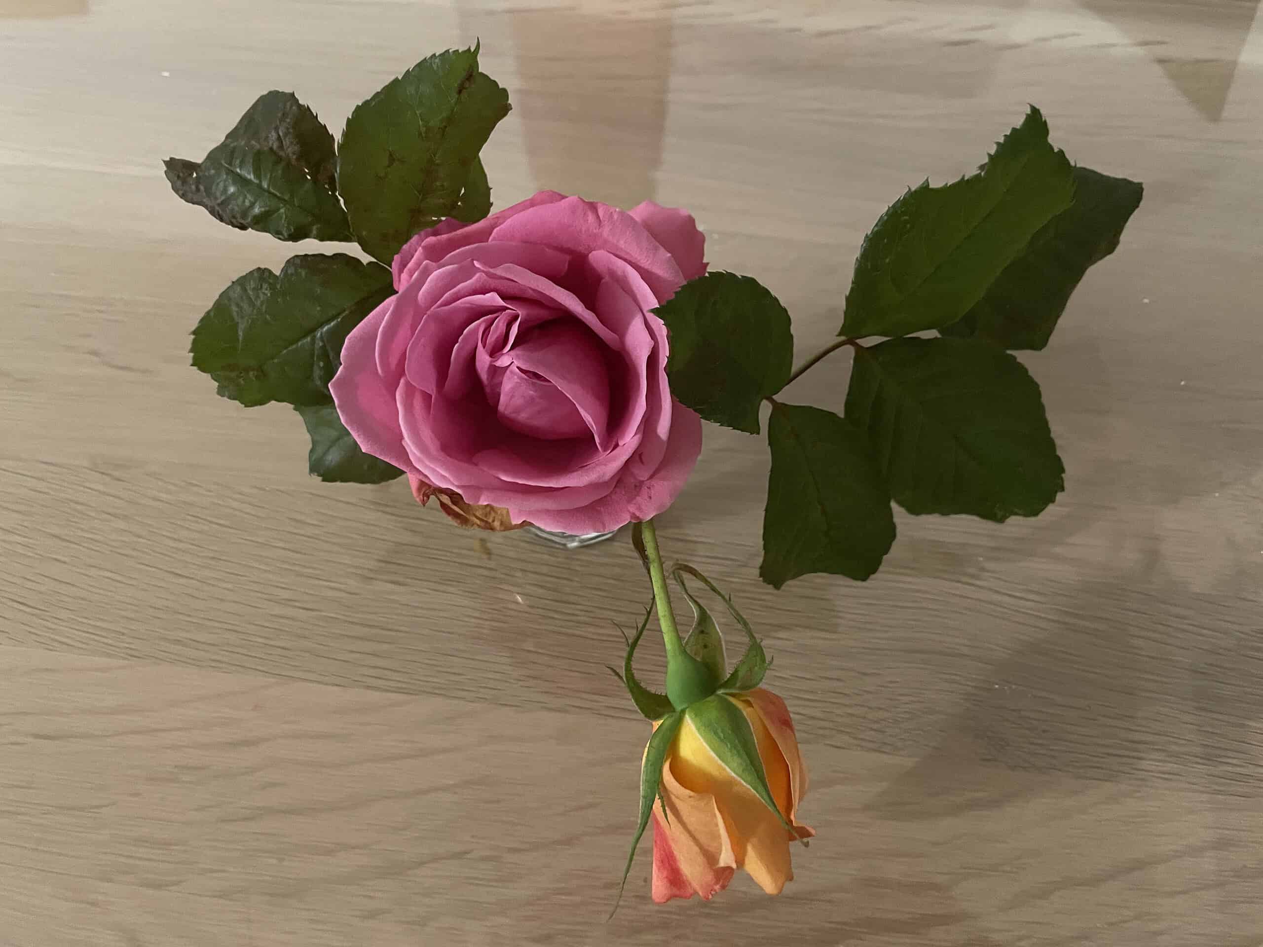 Große rosa Blüte und orangene kleinere auf hellem Holztisch.
